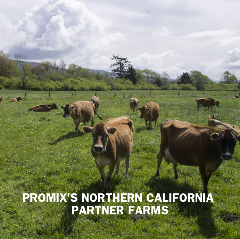 Promix Chocolate Peanut Butter Whey Protein Powder - Image 14